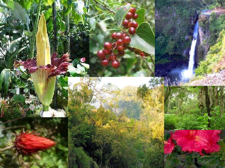 Estado de veracruz Flora y Fauna Estado de veracruz Flora y Fauna