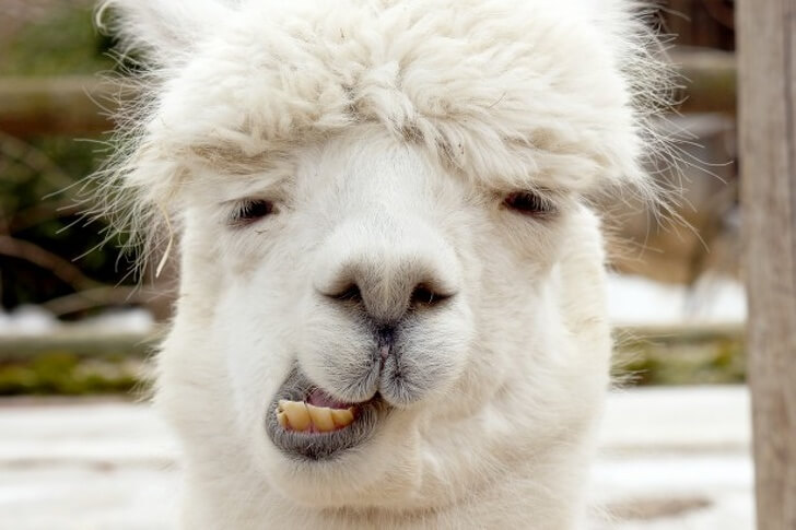 30 Adorable Alpacas That Made Our Day Happier
