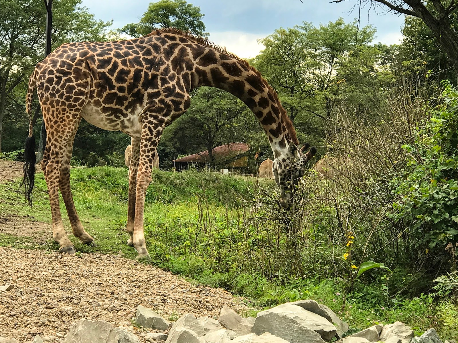 THE HEATHER REPORT A Day at the Pittsburgh Zoo