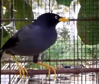 suara jalak kebo suara jalak kebo gacor