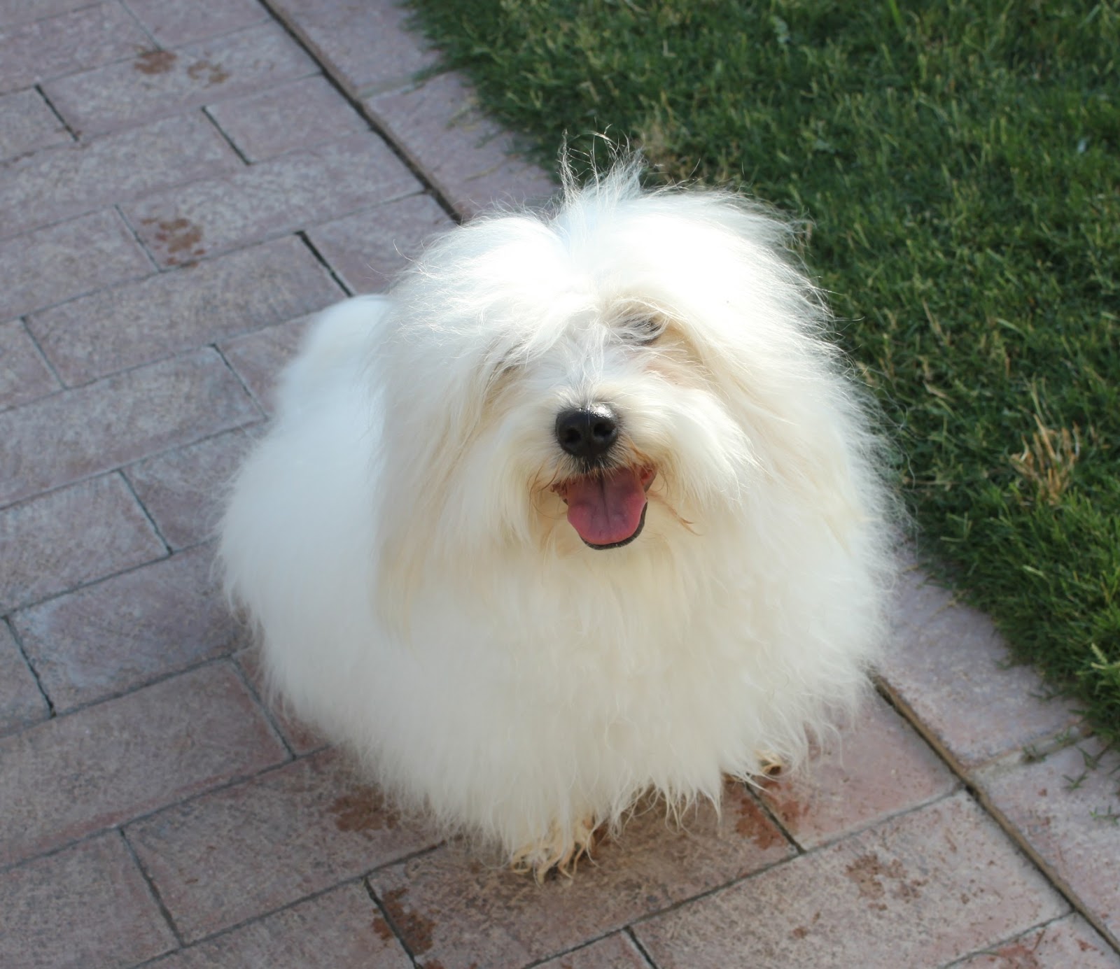 Coton de Tulear Breeders of Excellence/Coton de Tulear Puppies/Coton