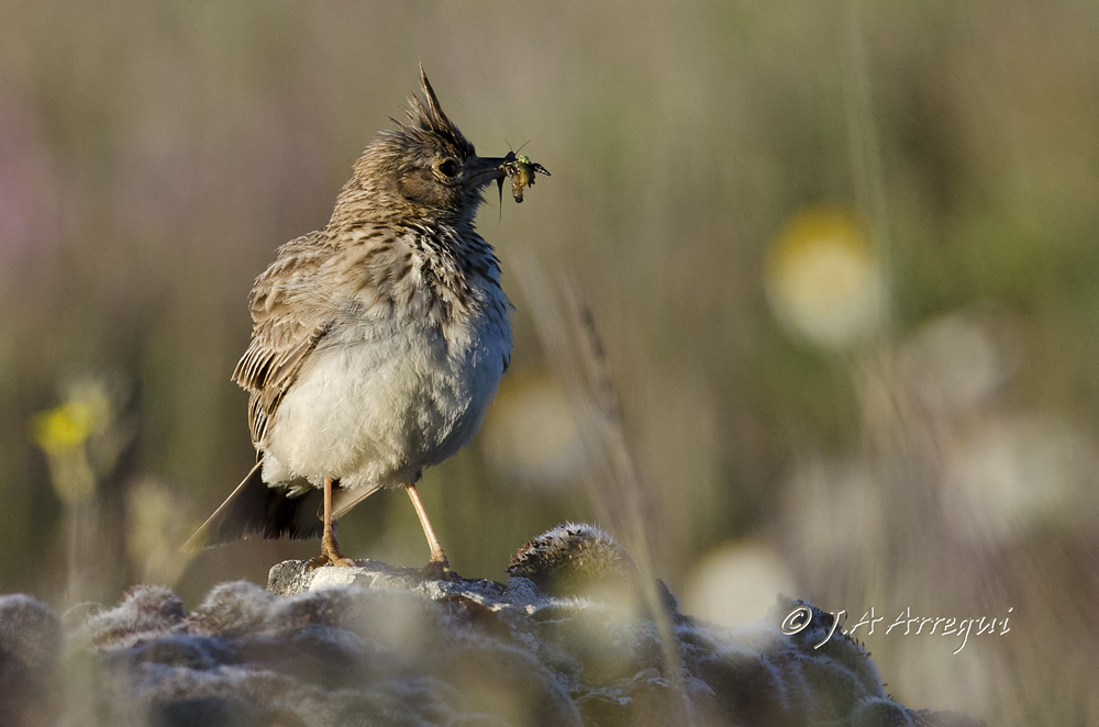 Cogujada montesina, Galerida theklae, Thekla Lark Cogujada montesina, Galerida theklae, Thekla Lark