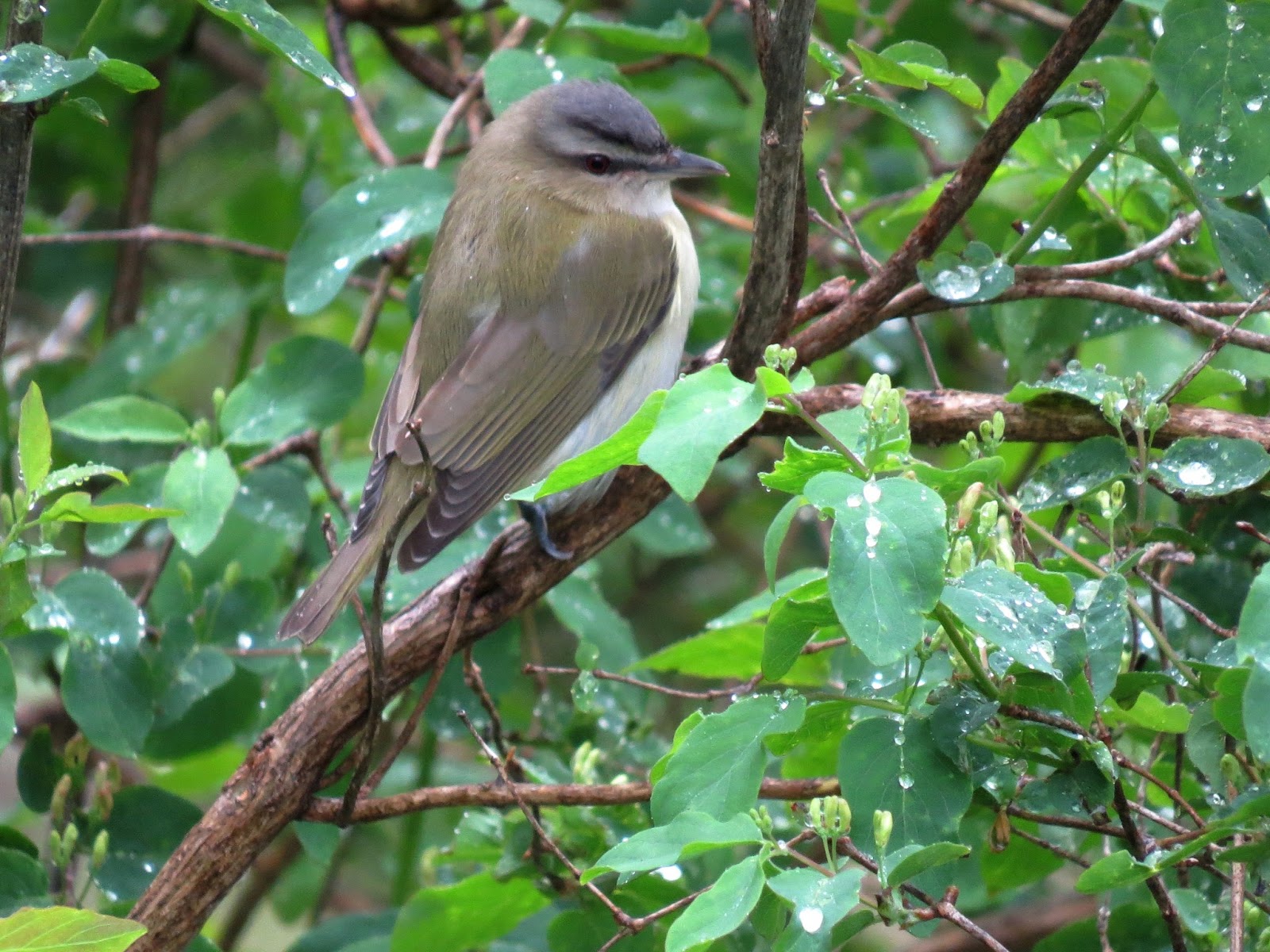 LGB's Nature Photos Redeyed Vireo