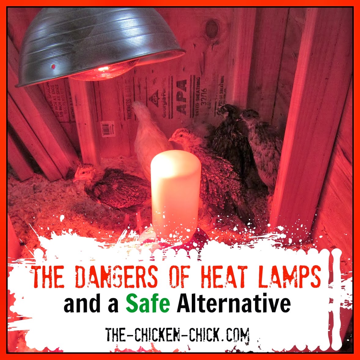 of homes and chicken coops burning down as a result of a heat lamp ...