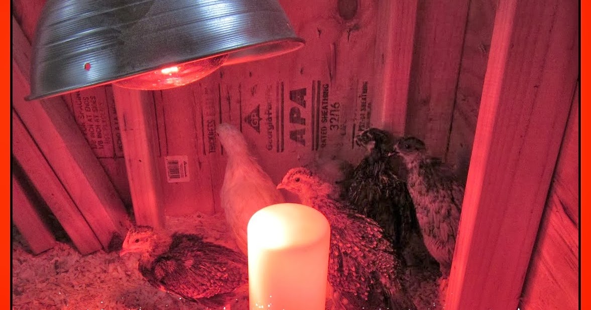 The Chicken Chick® The Dangers of Brooder Heat Lamps & a Safe Alternative