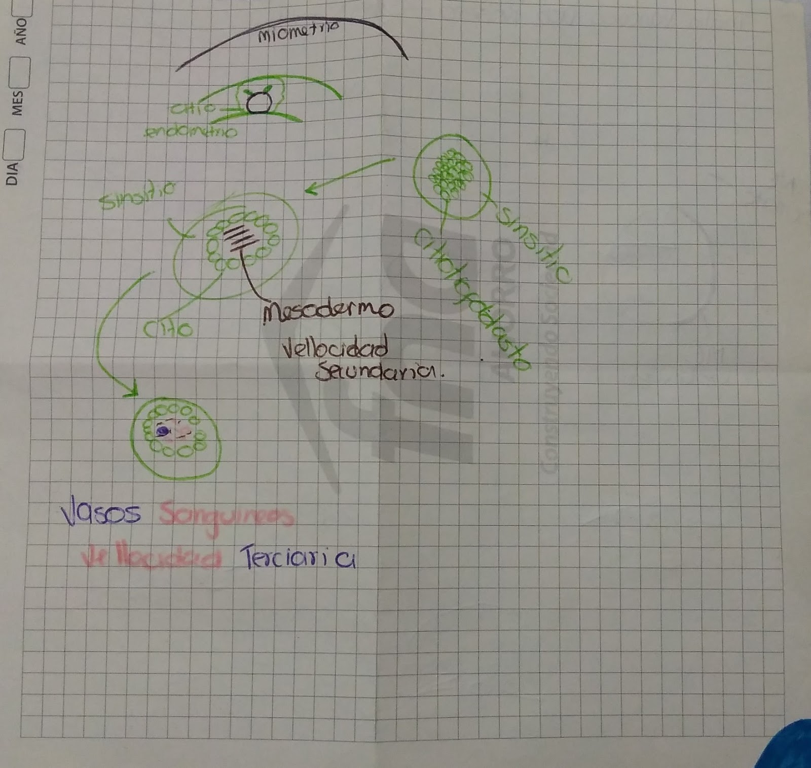 Embriologia UCC