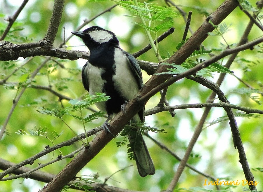 BURUNG GELATIK GAMBAR ANEKA JENIS BURUNG GELATIK