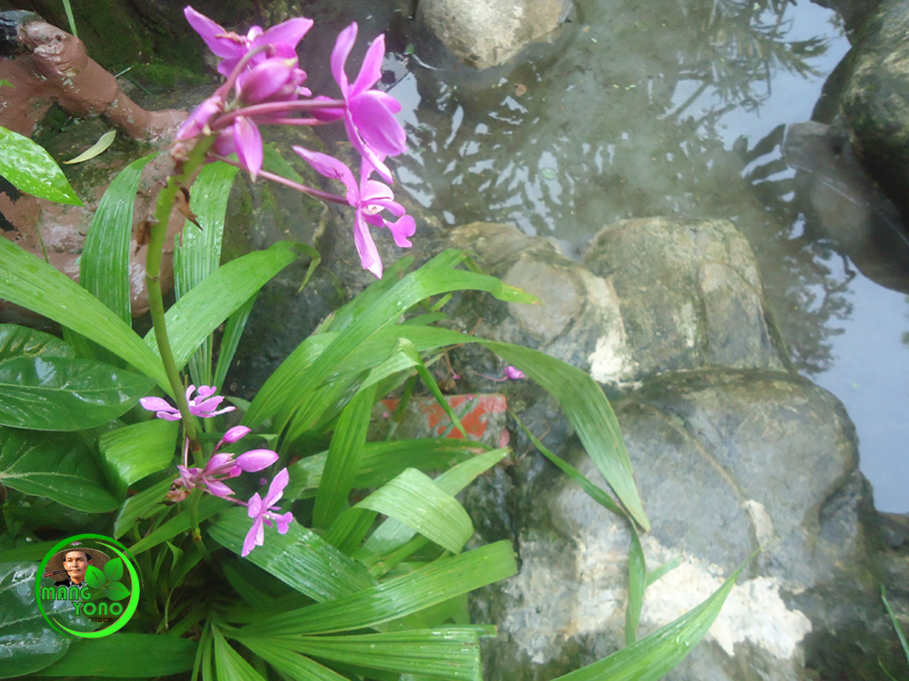 Cara Berkembang Biak Anggrek Tanah
