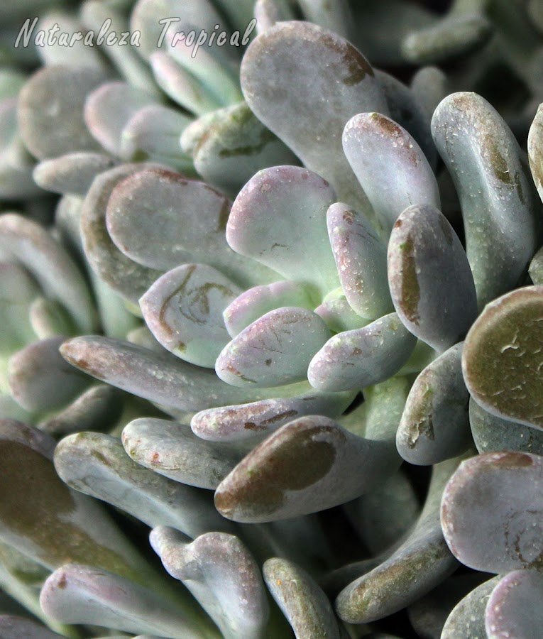 Vsita lateral de la planta suculenta Pachifito o Pachifitum, Pachyphytum bracteosum