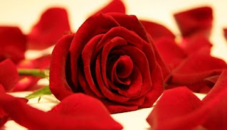 Harga Bunga  Mawar  Per Tangkai  yang Lebih Murah dan Bersahabat