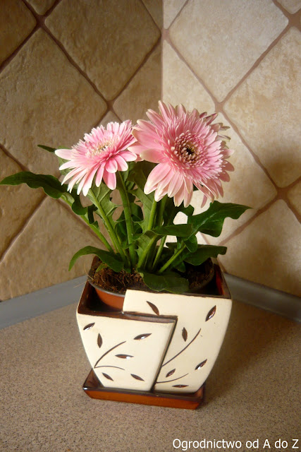 Gerbera Gerbera