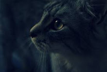 Warrior-Dawnfall-She-cat