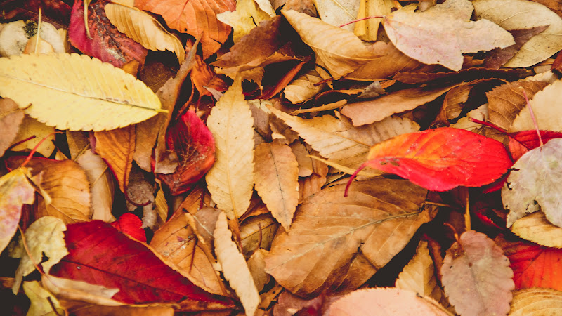 Autumn Leaves from Lake of the Woods, USA