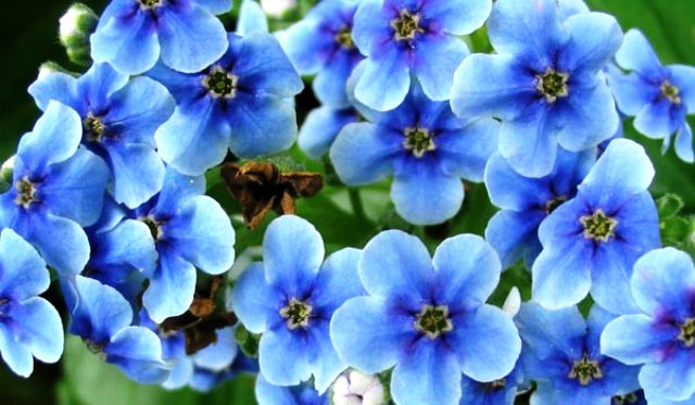 Blue Flower Names Blue Flower Names