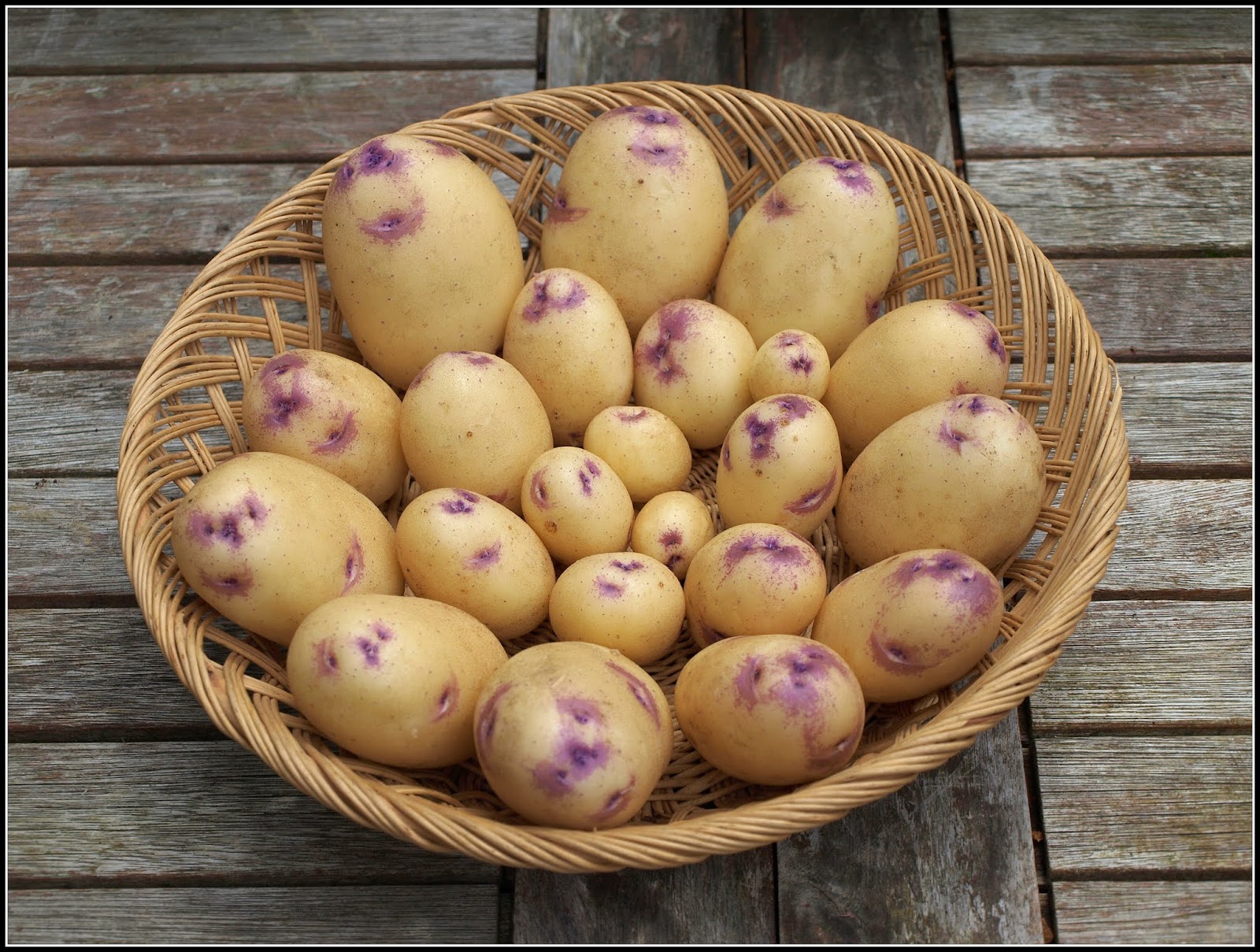 Mark's Veg Plot Growing potatoes in containers