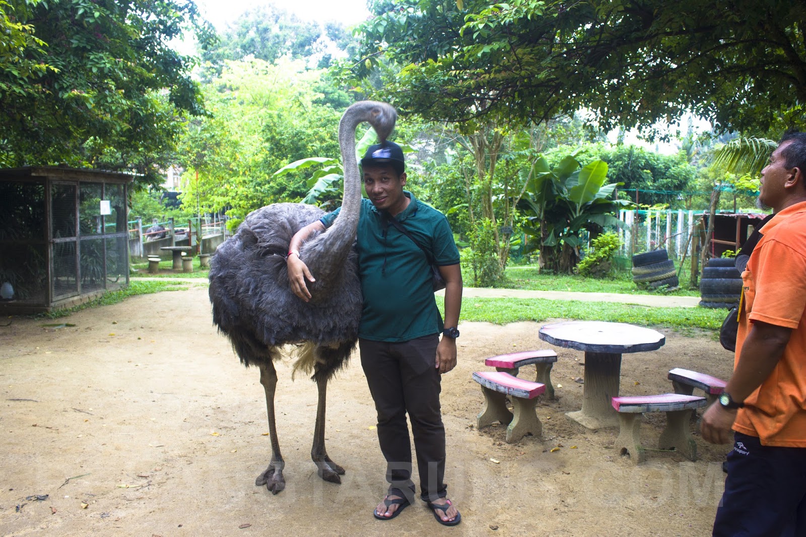 Pengalaman Bersama Burung Unta Di Pd Ostrich Show Farm Travel