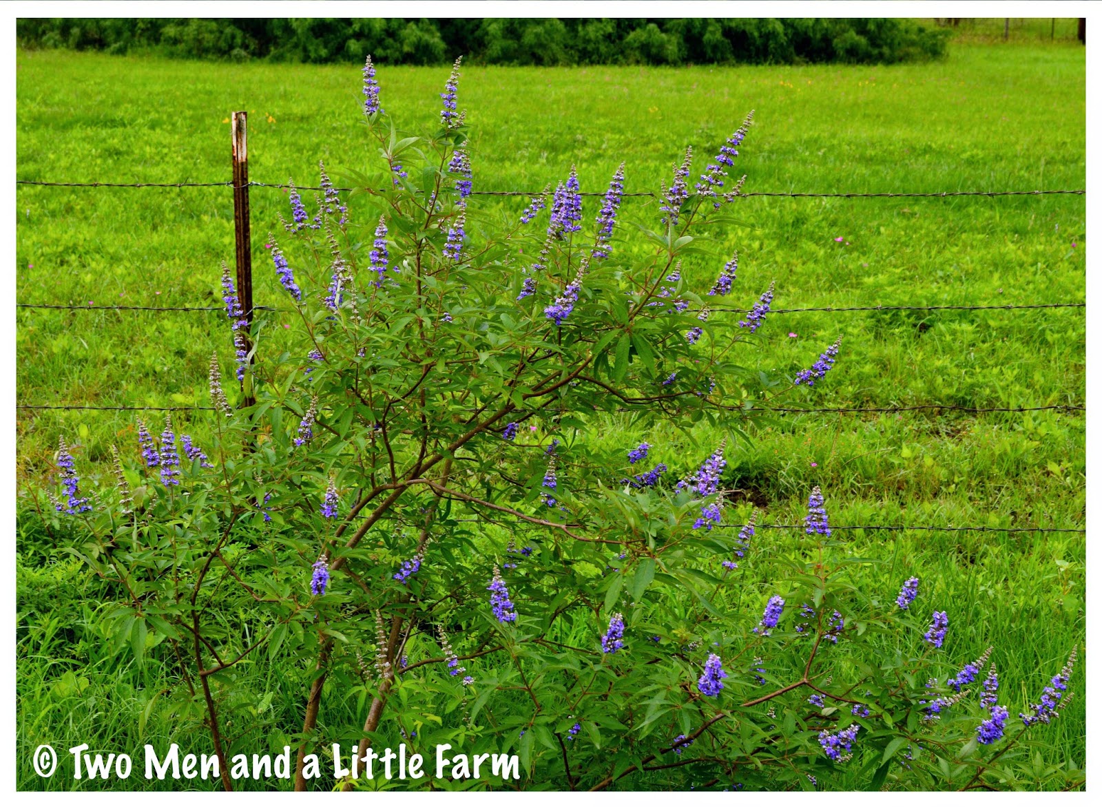 Two Men and a Little Farm: MEMORIAL DAY WEEKEND UPDATE