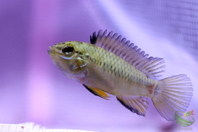 Apistogramma sp. pacman from Guainía-dept. Colombia