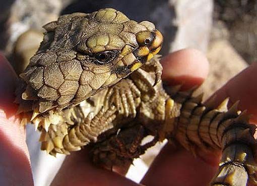 where can i buy an armadillo lizard
