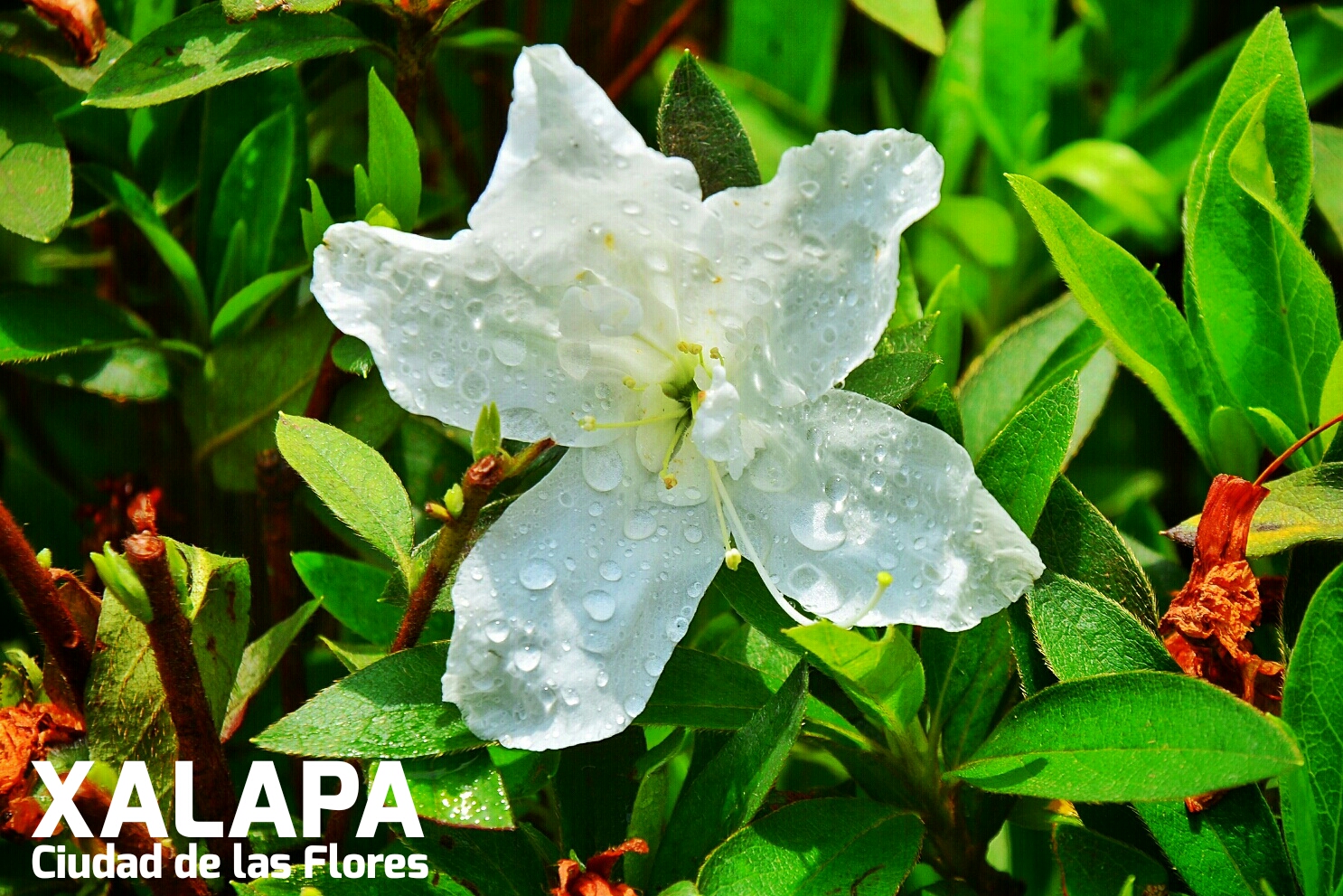 XalaPark XALAPA LA CIUDAD DE LAS FLORES XalaPark XALAPA LA CIUDAD DE LAS FLORES