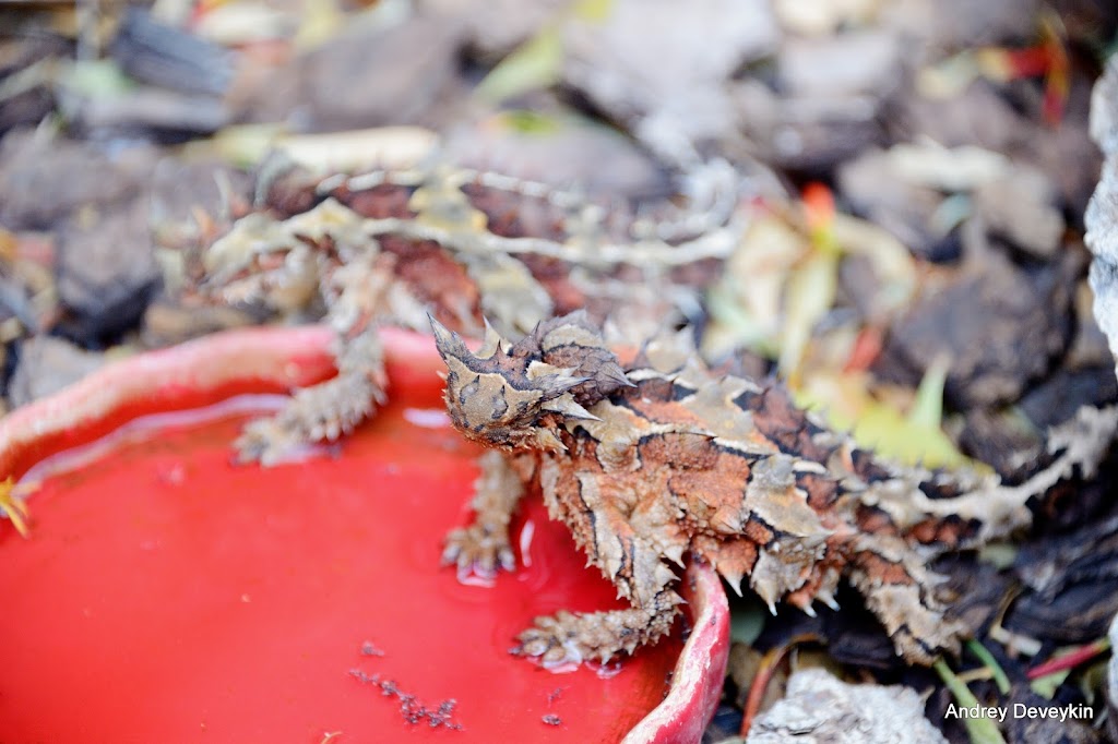 Молох (Thorny dragon, Thorny devil, Moloch horridus)