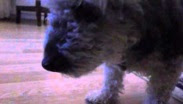Köpek Sakız Çiğner mi? Köpek Sakız Çiğner mi?