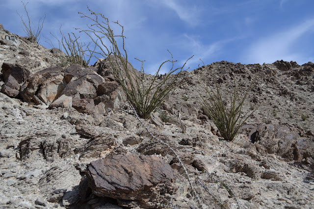 ocotillo on a more gradual slope