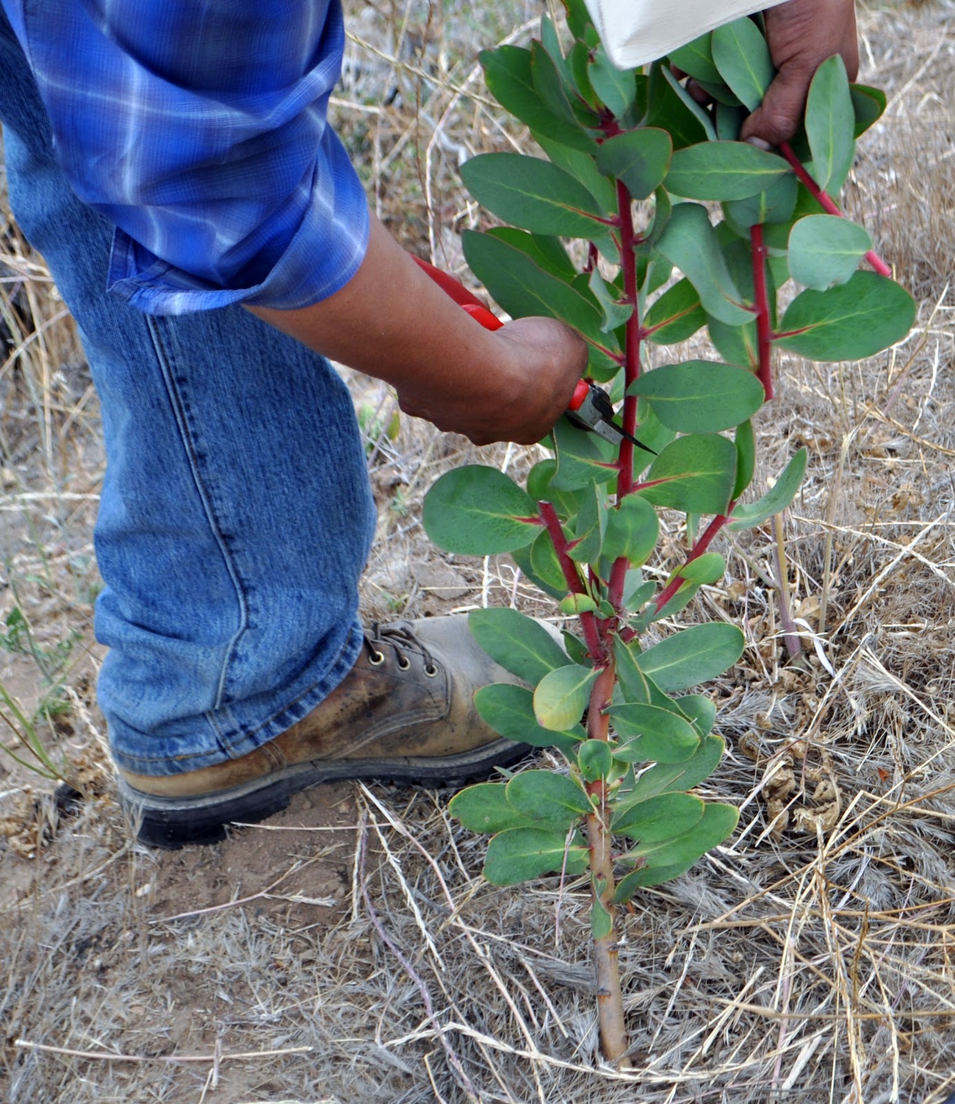 A Passion for Flowers Squirrels Love Protea Too!
