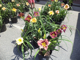 variety of daylilies
