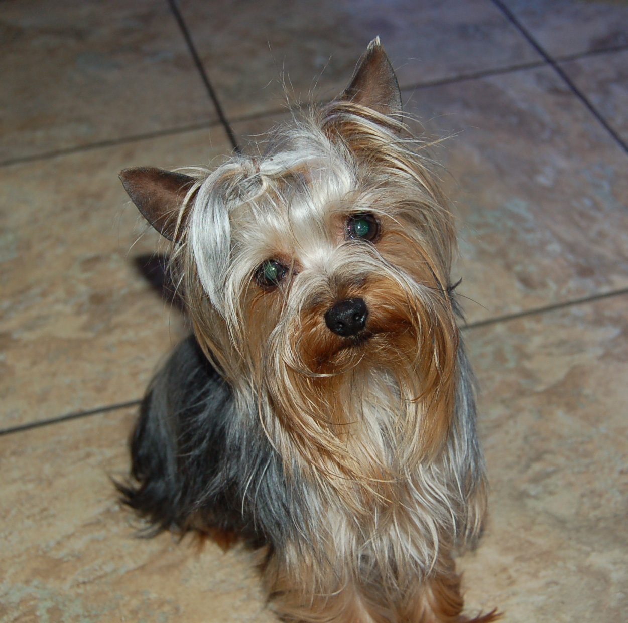 The Heavenly Yorkies New Litter! all TeaCups!!