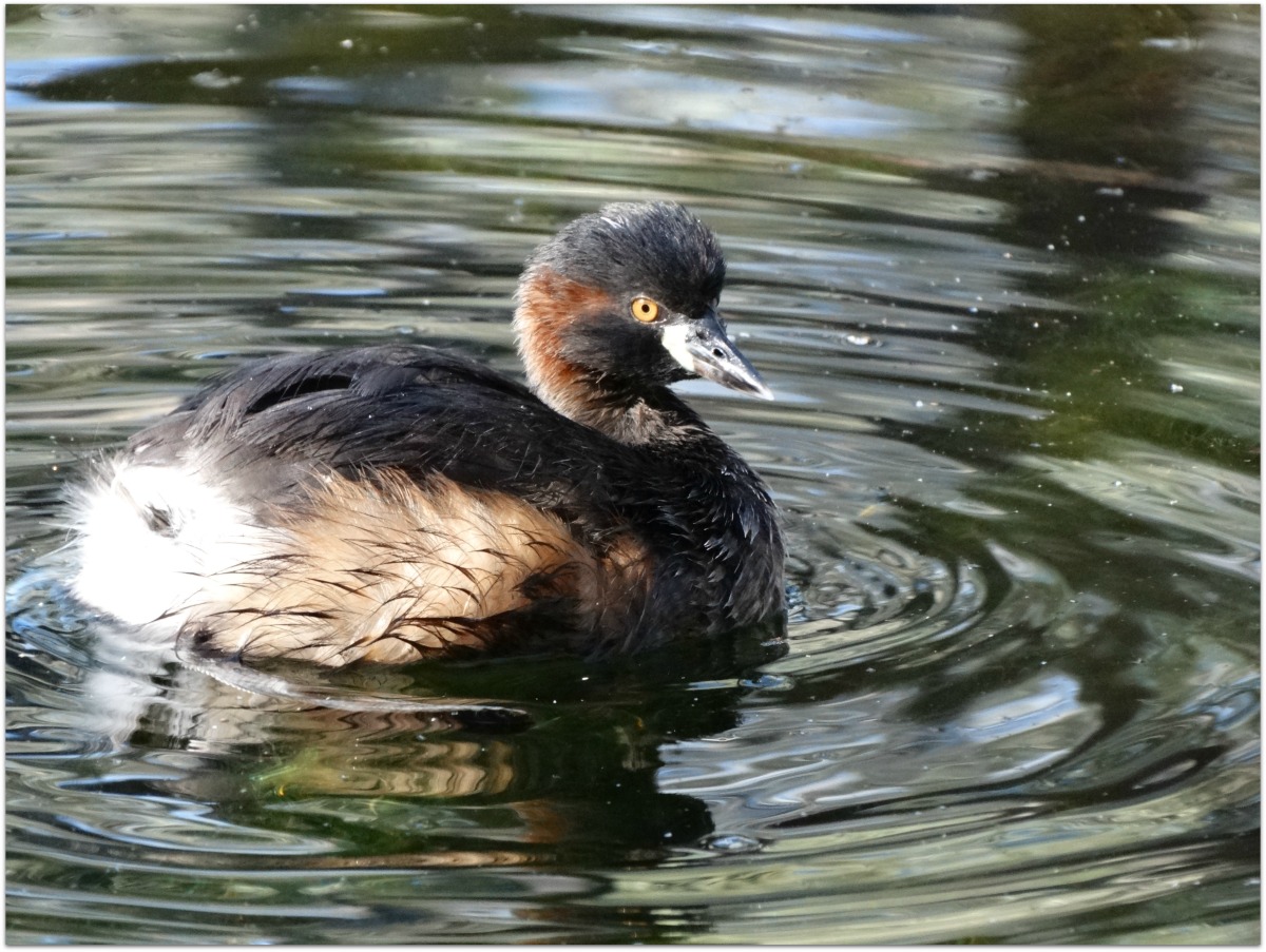 Snap Happy Birding: Waterbirds..