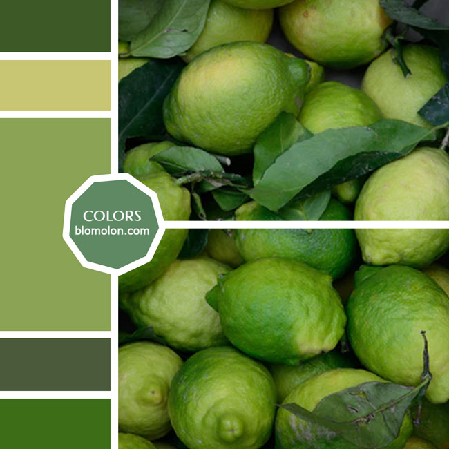 variedad en color moodboard 39 variedad_en_color_moodboard_39