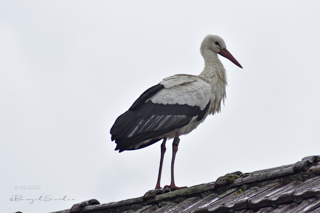 21.02.2020 beringter Storch in Kühsen