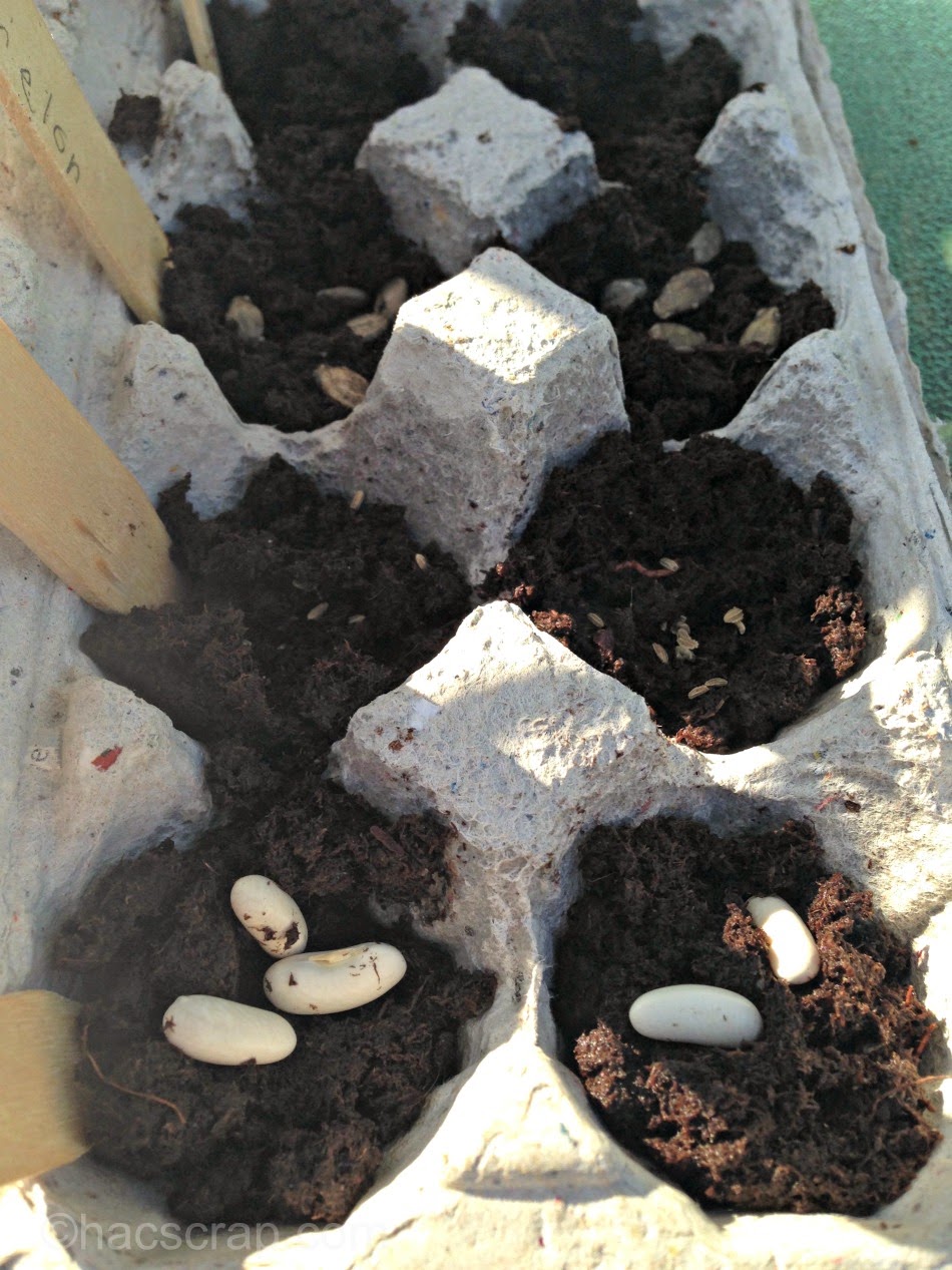 Planting Seeds in Egg Cartons