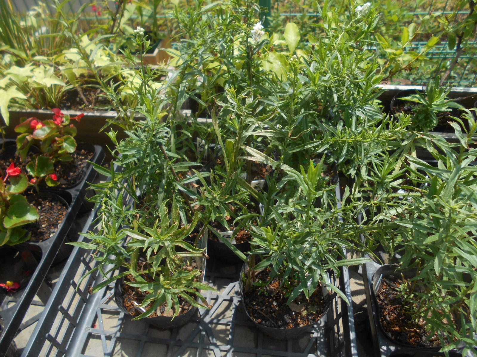 アキレアの様子 ステージガーデニングあめぶろ版