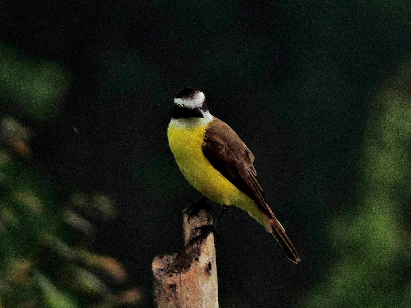 natureza dá show em sao brás reconcavo baiano
