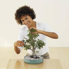 Teknik Memangkas Batang Daun Cabang Bonsai