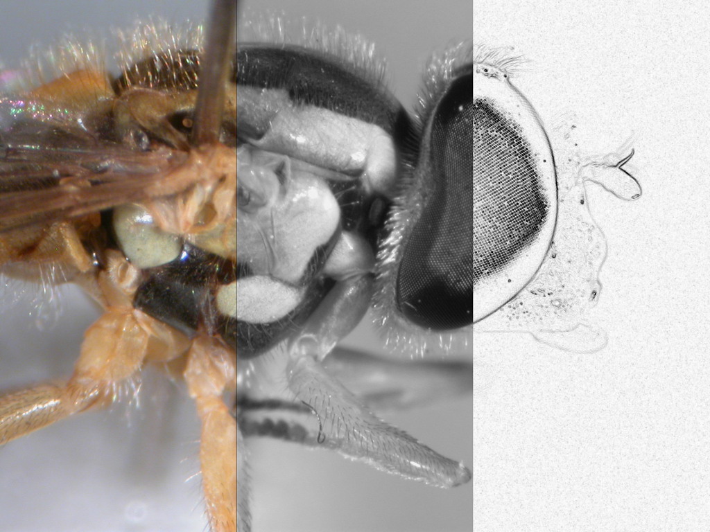 Nature photography with magnification: How focus stacking software ...