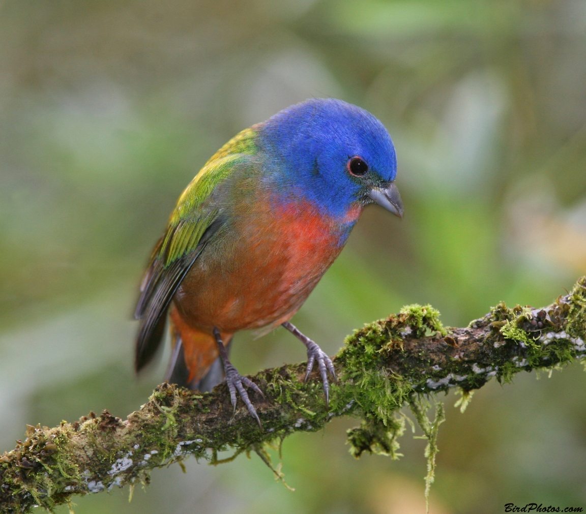 Painted Bunting (Passerina ciris) Trend burung