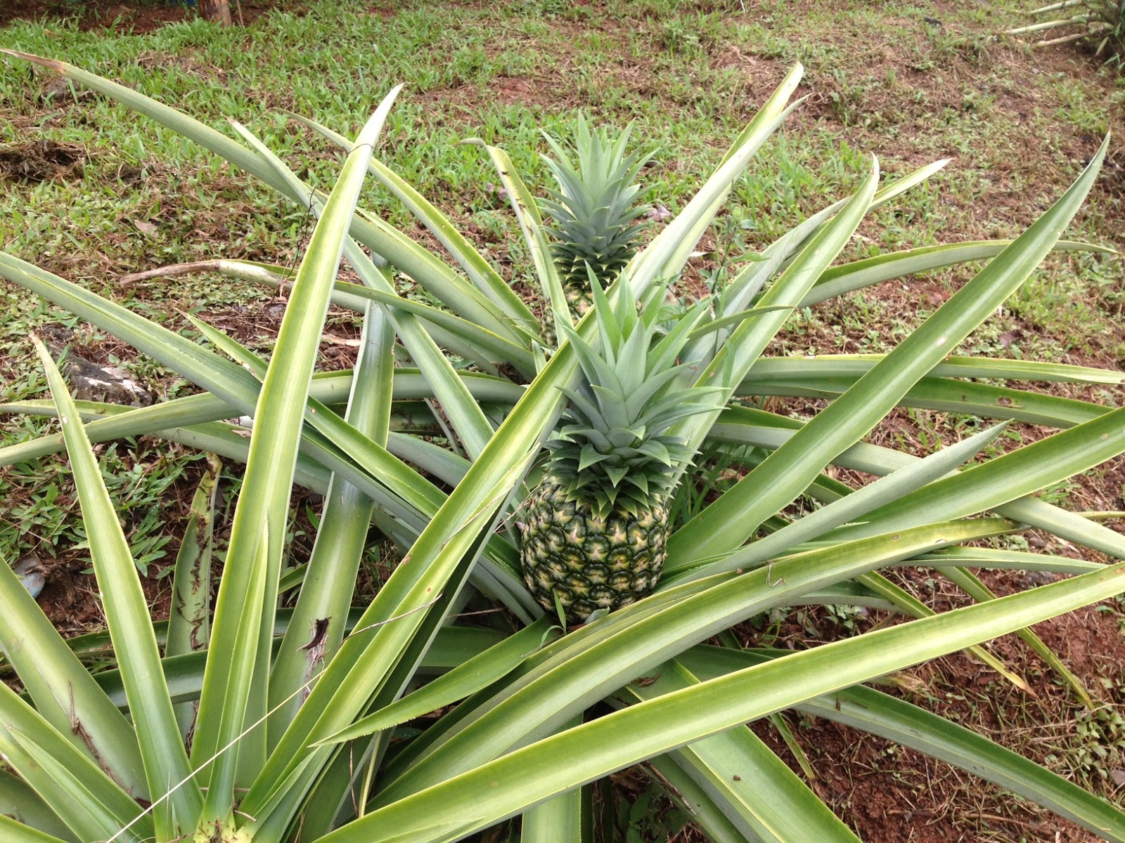 Costa Rica Invest Pineapple growing in the Nursery in NatureWalk