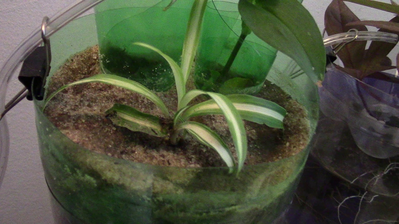 Random Bits Spider Plant Aquarium Garden