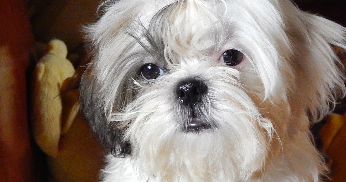 Guia Dos Animais Shihtzu