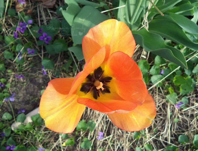 A orange Tulip