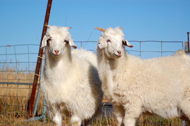 Kambing Cashmere Kambing Cashmere