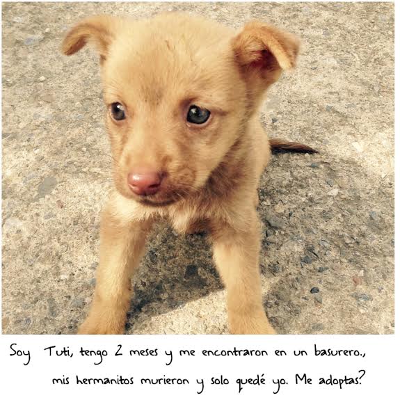 adoptar perros callejeros venezuela abandonados