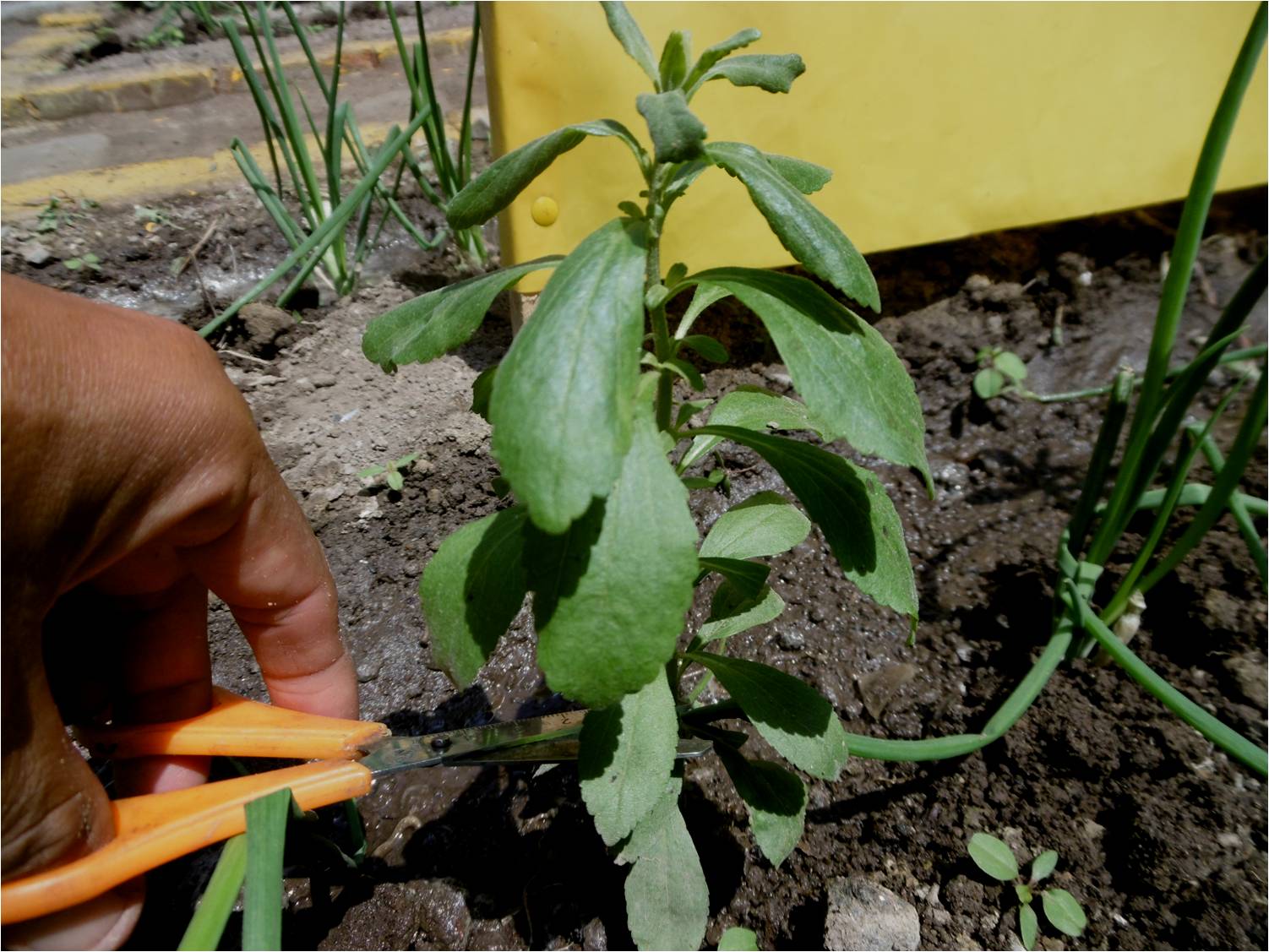 ALTERNATIVA ECOLÓGICA: CULTIVO DE STEVIA ALTERNATIVA ECOLÓGICA: CULTIVO DE STEVIA