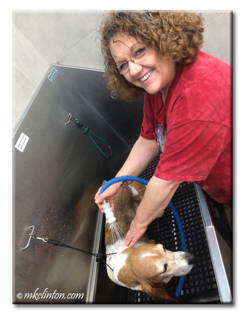 Woman smiling as she washes Basset hound