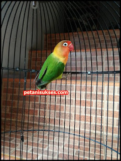 Harga josan split biola (hijau standart trah biola) Harga josan split biola (hijau standart trah biola)