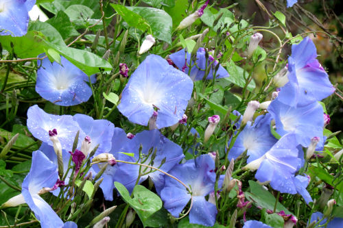 morning glory