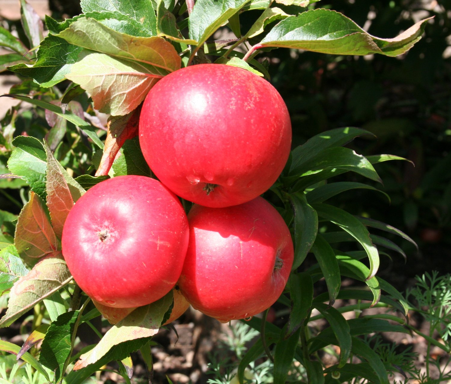 Ранние сорта яблонь для средней. Яблоня Дискавери. Сорт яблони Либерти. Яблоня полукарлик.